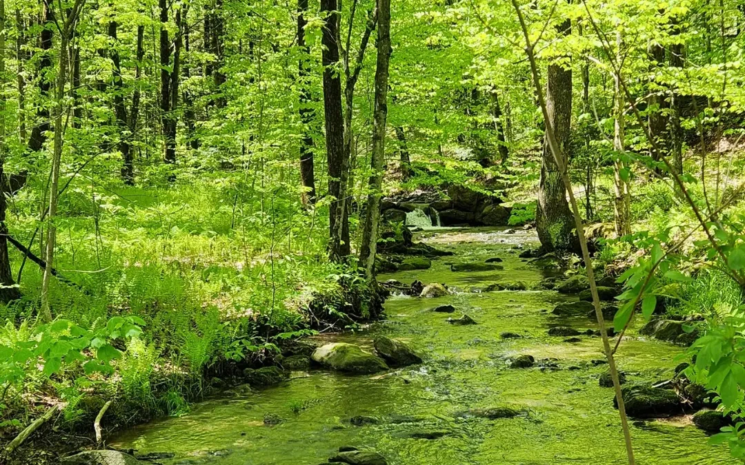 🌿 L’écothérapie : retrouver l’humain à travers la nature