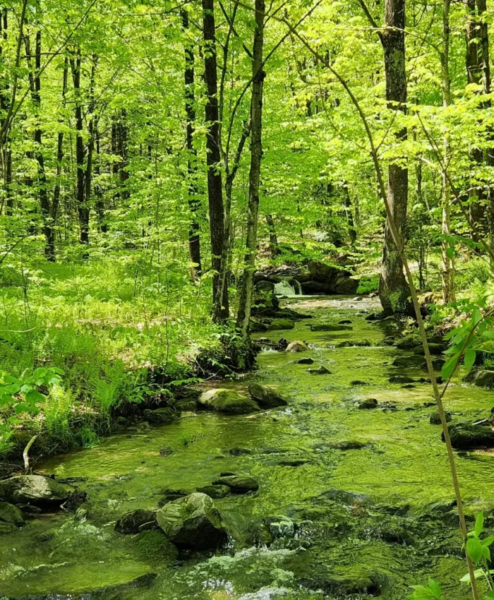 🌿 L’écothérapie : retrouver l’humain à travers la nature
